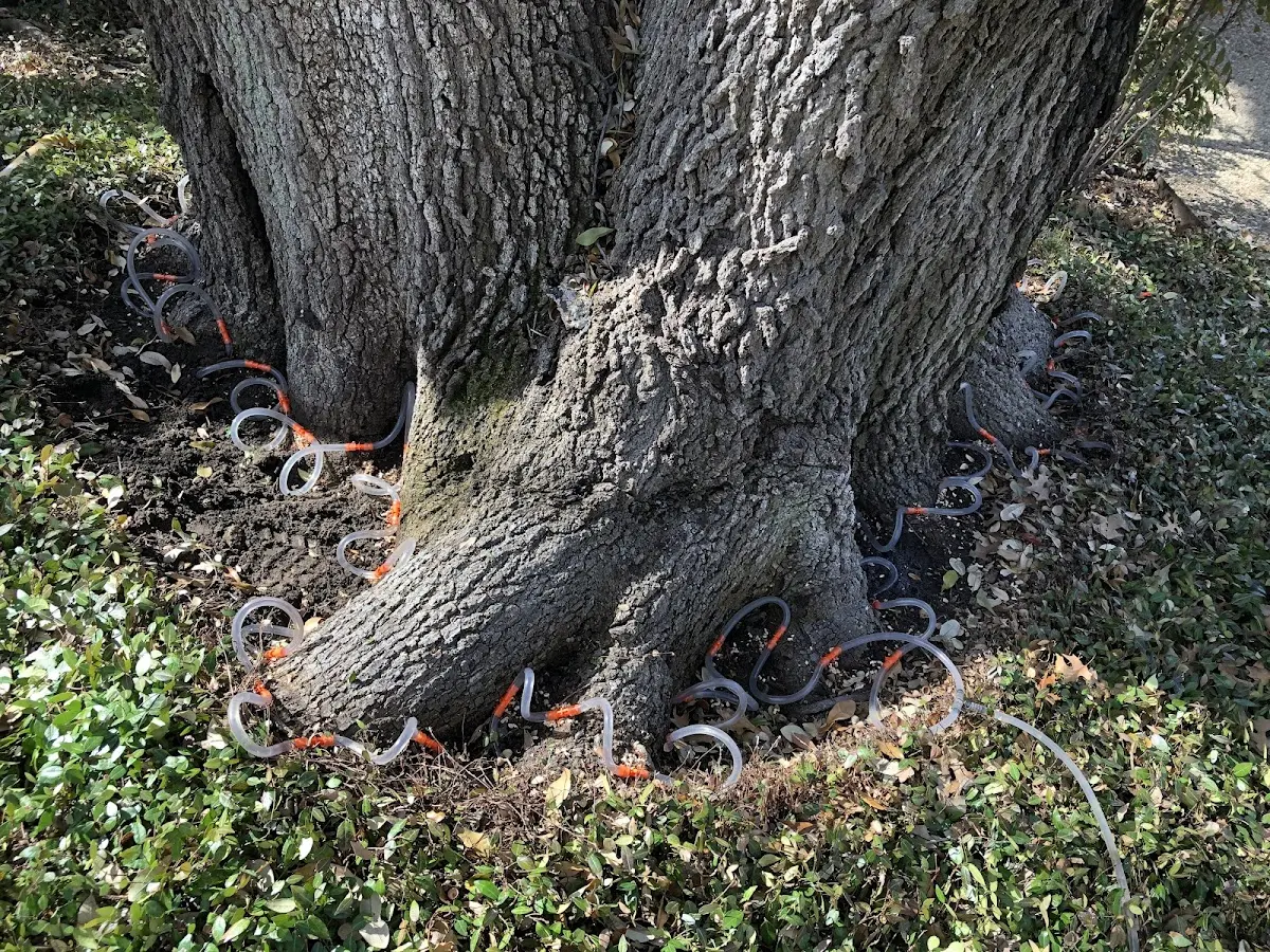 Detailed Tree Cabling and Bracing job site in Fort Thomas