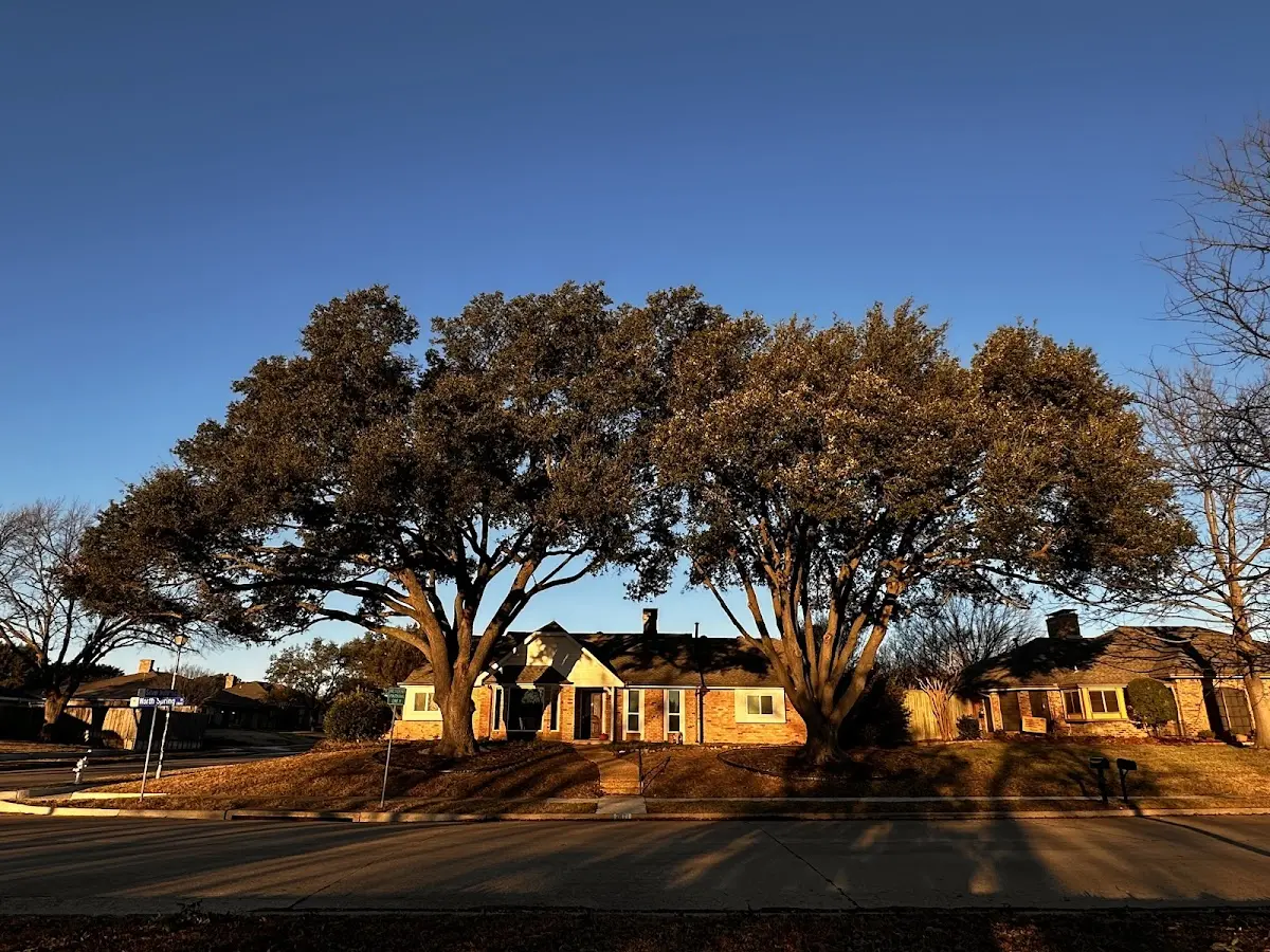 Established residential canopy tree shading a home in Fort Thomas